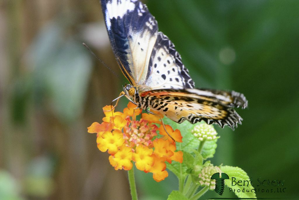 Butterfly - Leopard Lace Wing